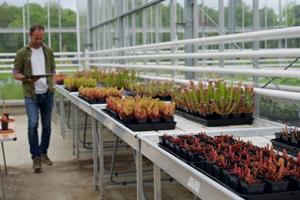 peat-free plants in trays